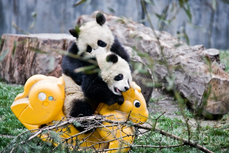 Come Home Baby, I Need to Feed You-15 Images That Show, You Must Visit A Baby Panda Daycare Once