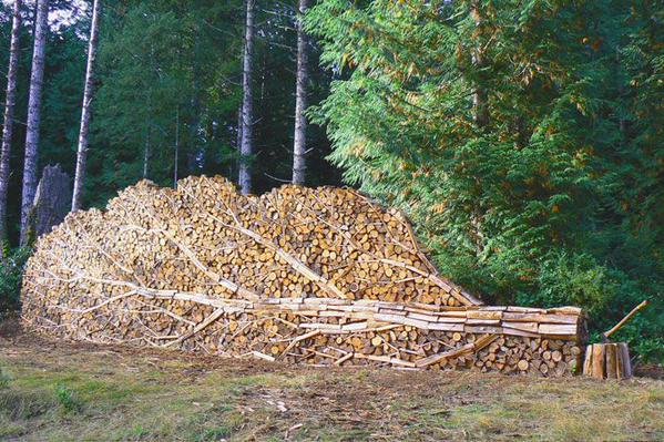 Not a Tree, But Firewood-15 Photos That Show The Order In The World