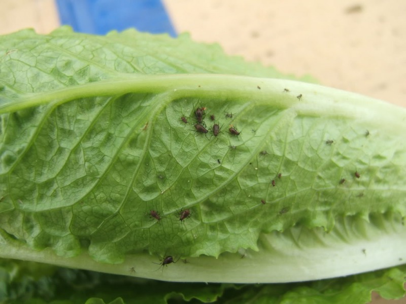 Lettuce Full of Bugs at Jimmy John's -15 Chain Restaurant Secrets That Will Make You Never Visit One