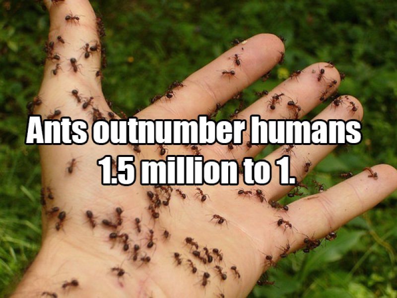 Ant Population-15 Amusing Facts That Are Actually True