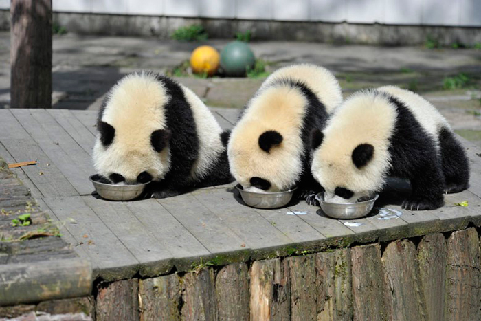 Food, Yay!-15 Images That Show, You Must Visit A Baby Panda Daycare Once