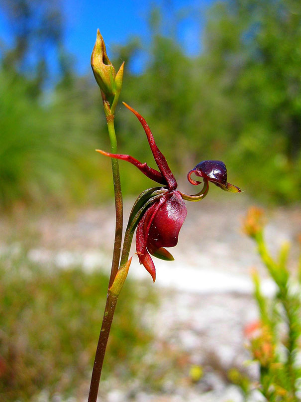 Flying Duck Orchid-15 Awesome Flowers That Don't Look Like Flowers At All 