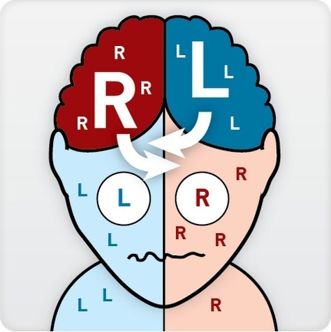 Left=right and right=left?-15 WTFacts About Brain You May Not Know