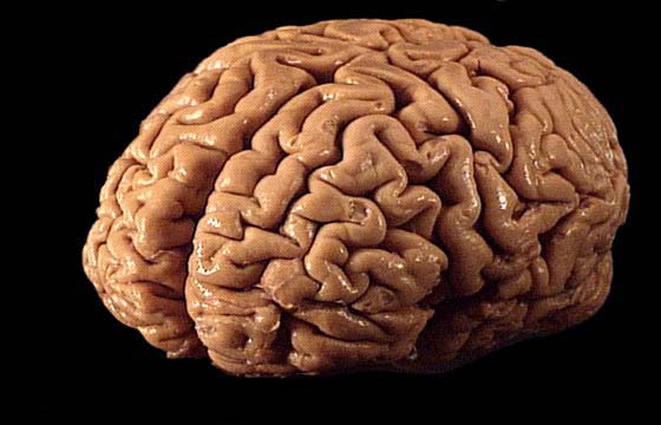 Your brain is fat!!-15 WTFacts About Brain You May Not Know
