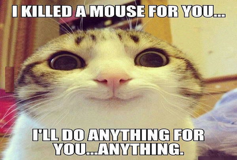 Overly Attached Cat Meme