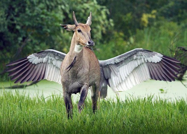 Looks more Majestic than a Unicorn-15 Real Life Illusions That Are Sure To Amuse You
