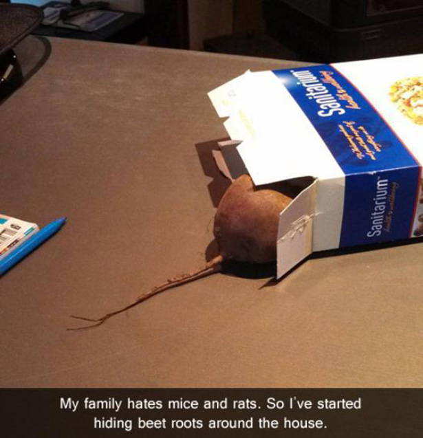 Beet-Rats-15 Pranks So Evil That They Are Actually Genius