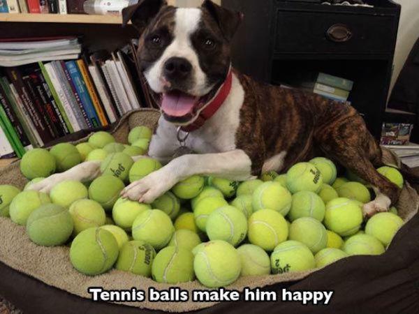 They Love Tennis Balls, Yay!-15 Images You Can Relate To If You Own A Dog