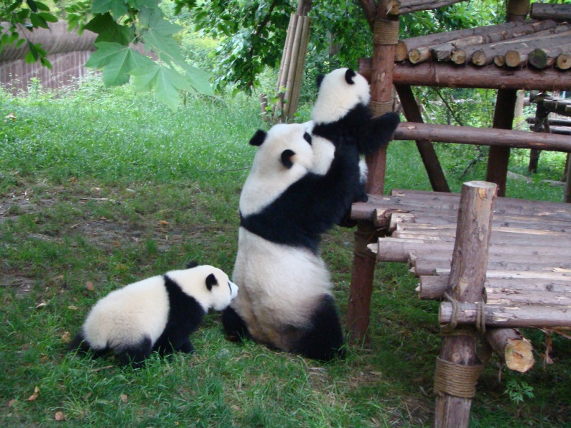 Learning Some Life Skills from Mom-15 Images That Show, You Must Visit A Baby Panda Daycare Once