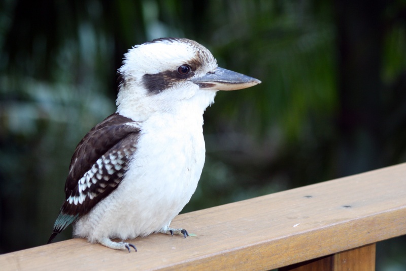 Kookaburra-15 Super Cool Animals That You May Find Only In Australia