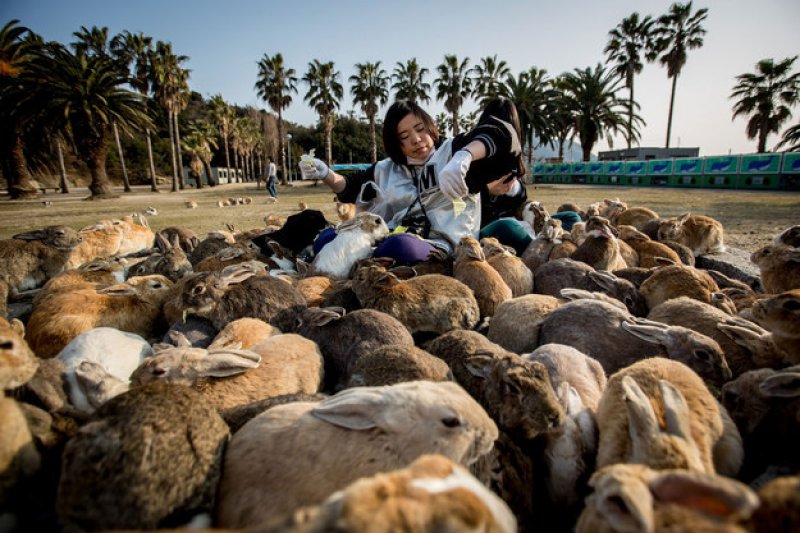 Rabbit Island, Japan-15 Weird Things That Can Happen Only In Japan