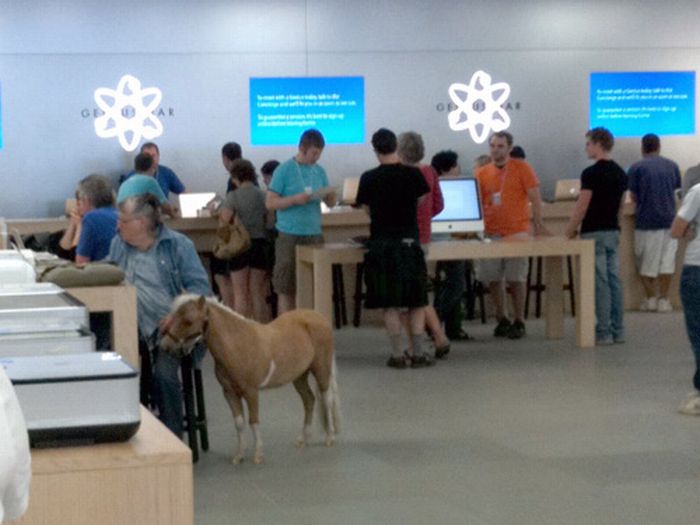 A Pony in Apple Store-15 Hilarious Things Ever Happened In Apple Stores