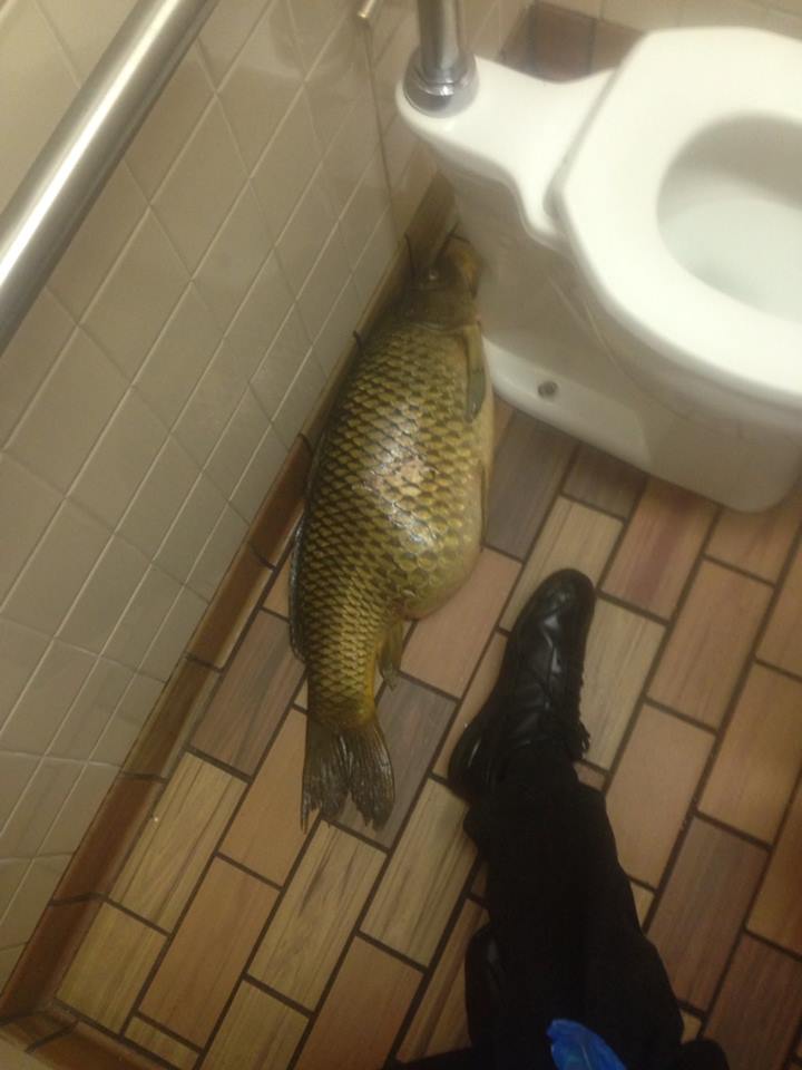 That's Why You Shouldn't Eat a Whole Fish-15 Strangest Moments Ever Caught In Restrooms