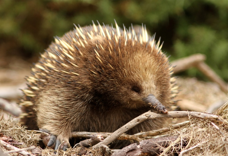 Echidna-15 Super Cool Animals That You May Find Only In Australia