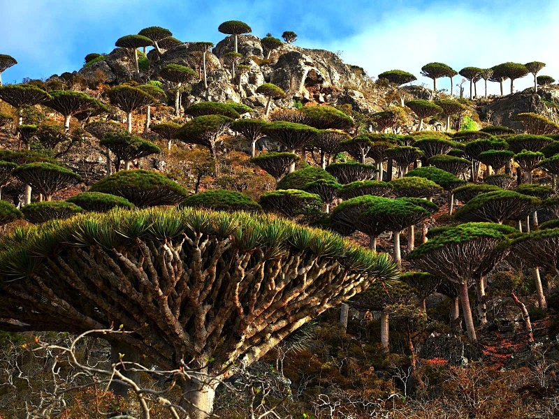 Dragon's Blood Tree