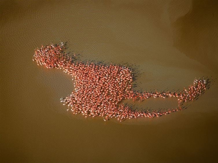 Flock of Flamingos Look like a Flamingo-15 Images That Look Fake, But Are Actually True