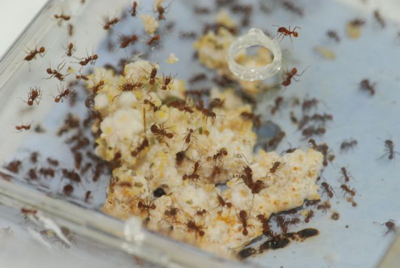 Get Rid of Ants with Corn Powder-Simple Solutions To Your 15 Slightly Annoying Everyday Problems