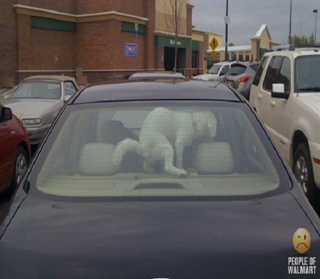 Dog mess-15 Hilarious Walmart Pictures That Will Make You Say WTF!!