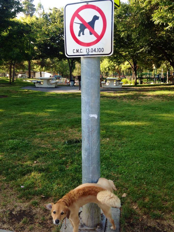 This Dog is a Rebel-15 Images That Show Irony In This World