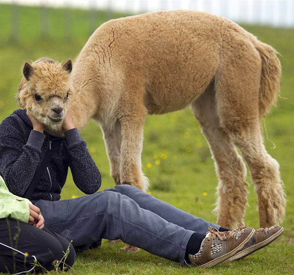 This Funny Alpaca Human-15 Real Life Illusions That Are Sure To Amuse You