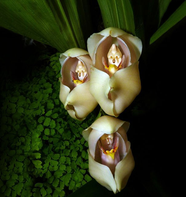 Swaddled Babies Orchid-15 Awesome Flowers That Don't Look Like Flowers At All 