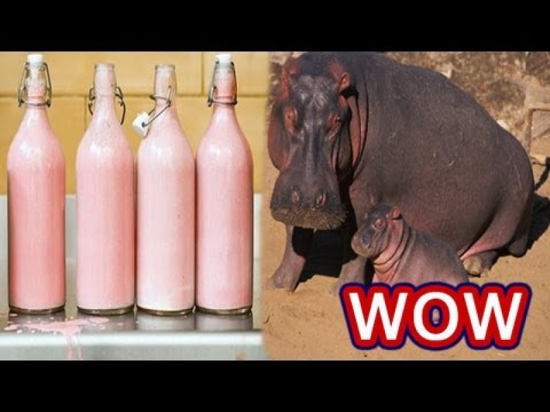 Hippopotamus Milk Looks Pink-15 Amusing Facts That Are Actually True