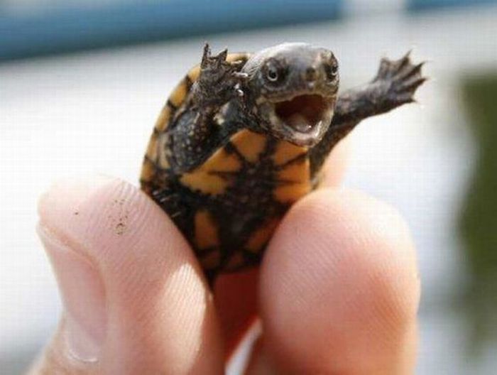 A Baby Turtle and a Can of Orange Soda-15 Weird Things Kids Got On Halloween Trick-or-Treat