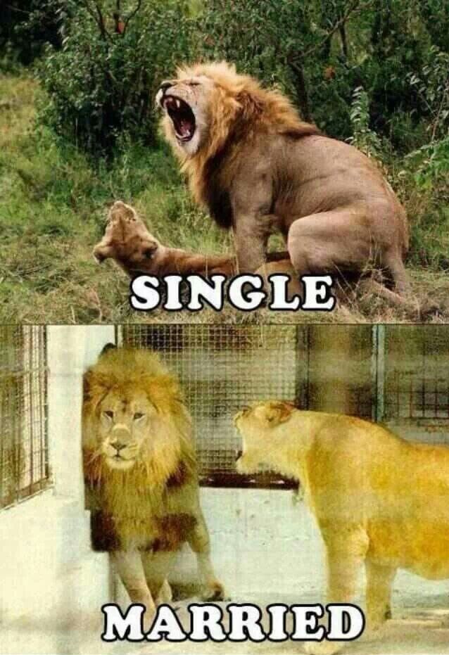 Lion at Work, Pussy at Home-15 Images That Show Striking Difference Between Single And Married Life