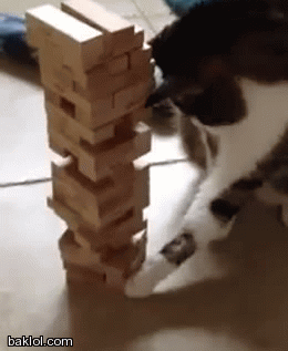 Cats are good Jenga players-Reasons Why Cats Are The Best Pet