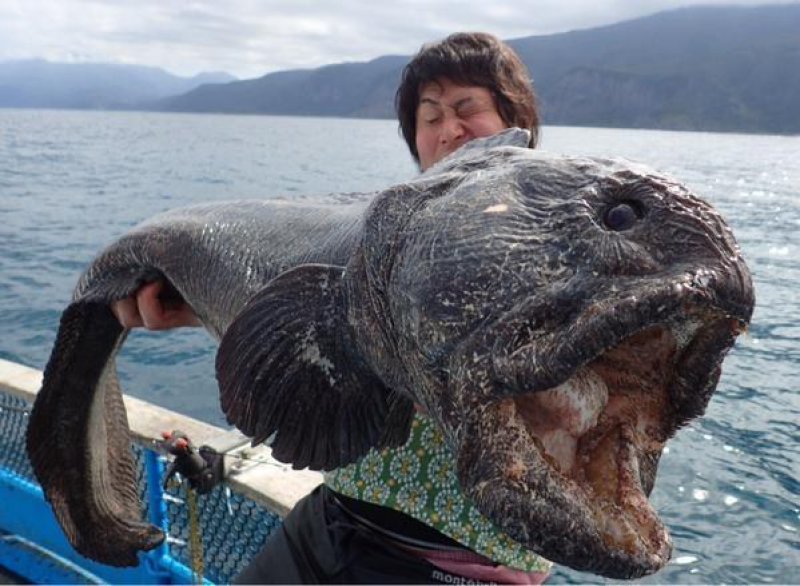 The Country is Home to Some Wild Sea Creatures-15 Weird Things That Can Happen Only In Japan