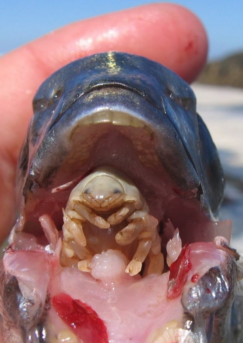 The Tongue Eating Parasite-15 Images That Are Hard To Believe But Are Actually Real
