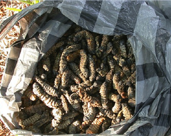 Mopane worms-Strangest Foods Around The World