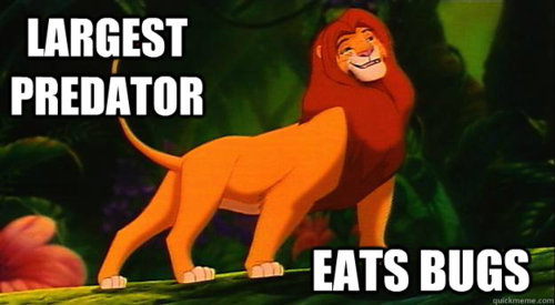 Simba Eats Bugs!!